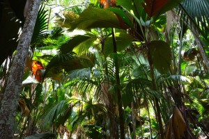 seyvillas-seychelles-nature