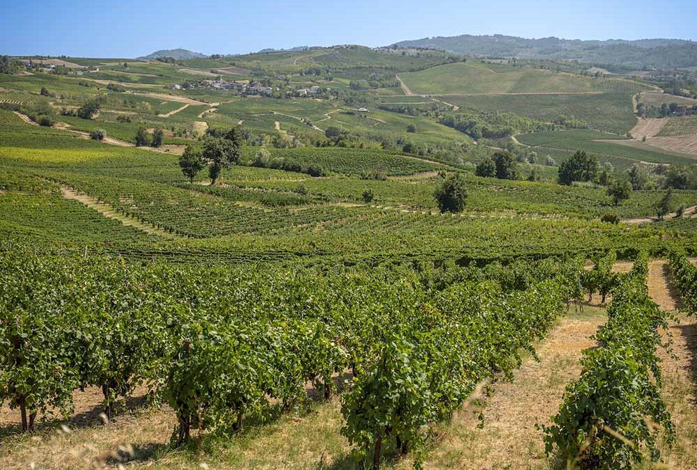 Terre d’Oltrepò, un nuovo capitolo nel vino italiano
