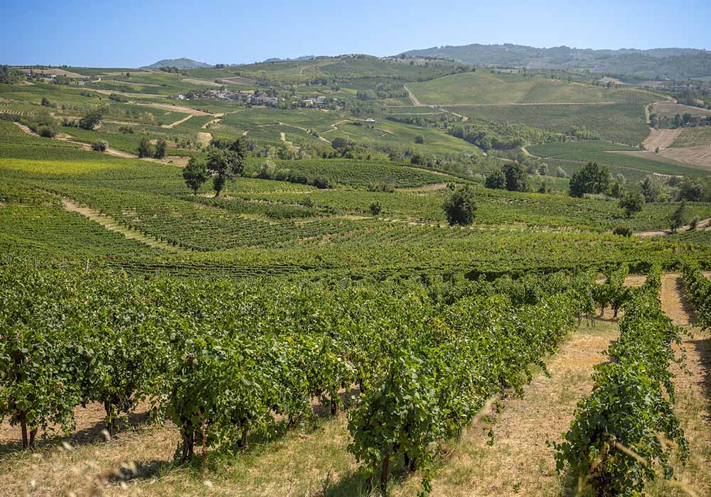 Terre d’Oltrepò, un nuovo capitolo nel vino italiano