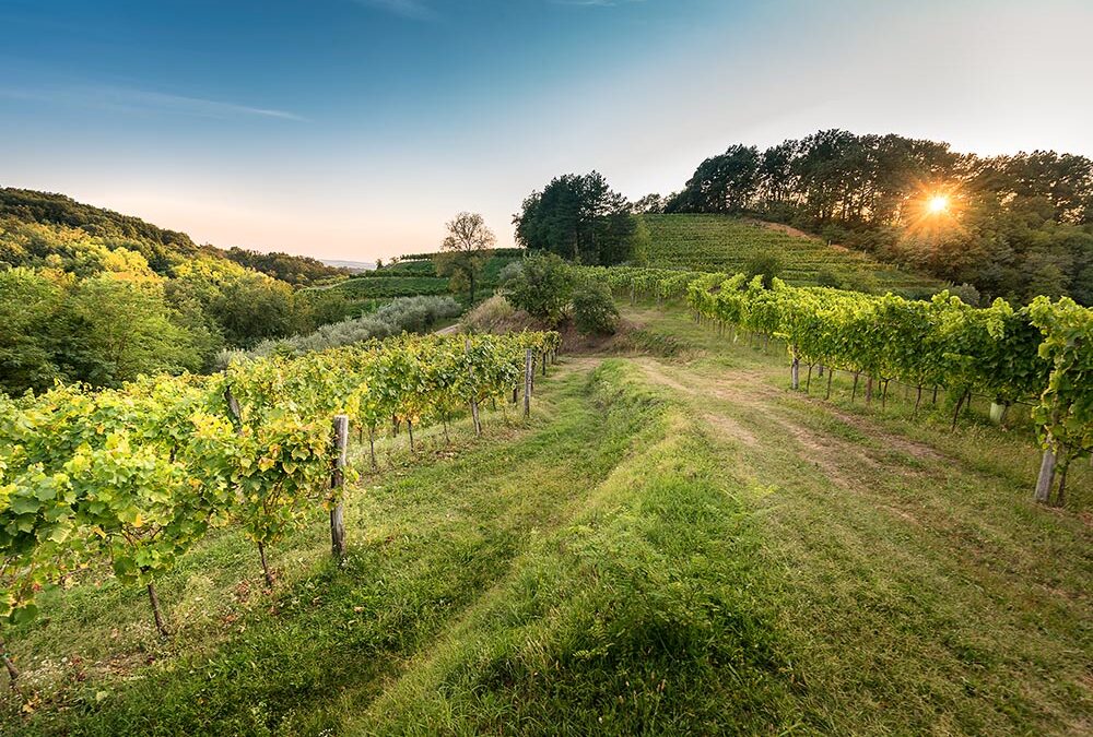 Gradis’ciutta, vini pregiati ed un borgo di pace