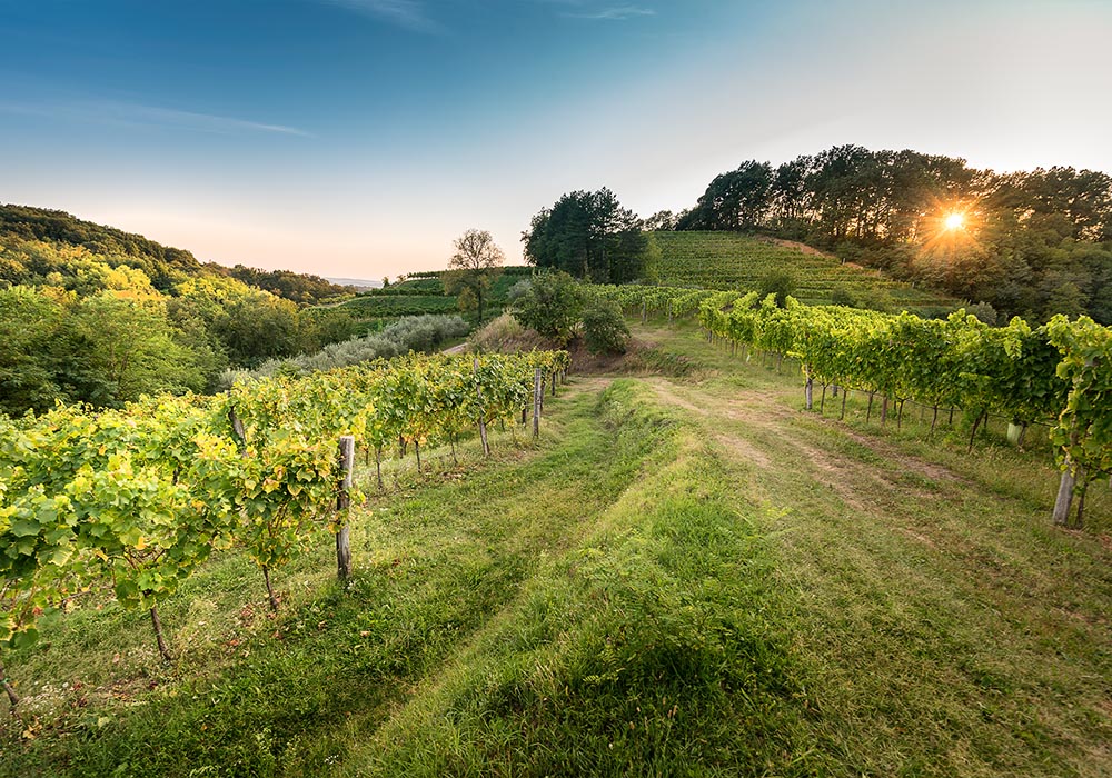 Gradis’ciutta, vini pregiati ed un borgo di pace