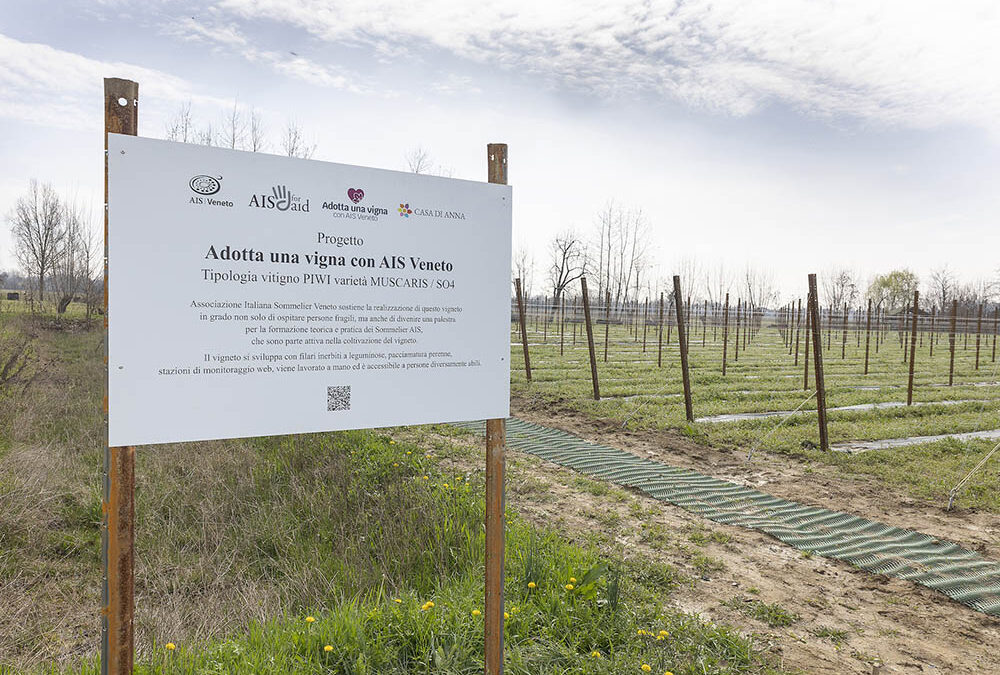 Nasce il progetto adotta una vigna con AIS Veneto