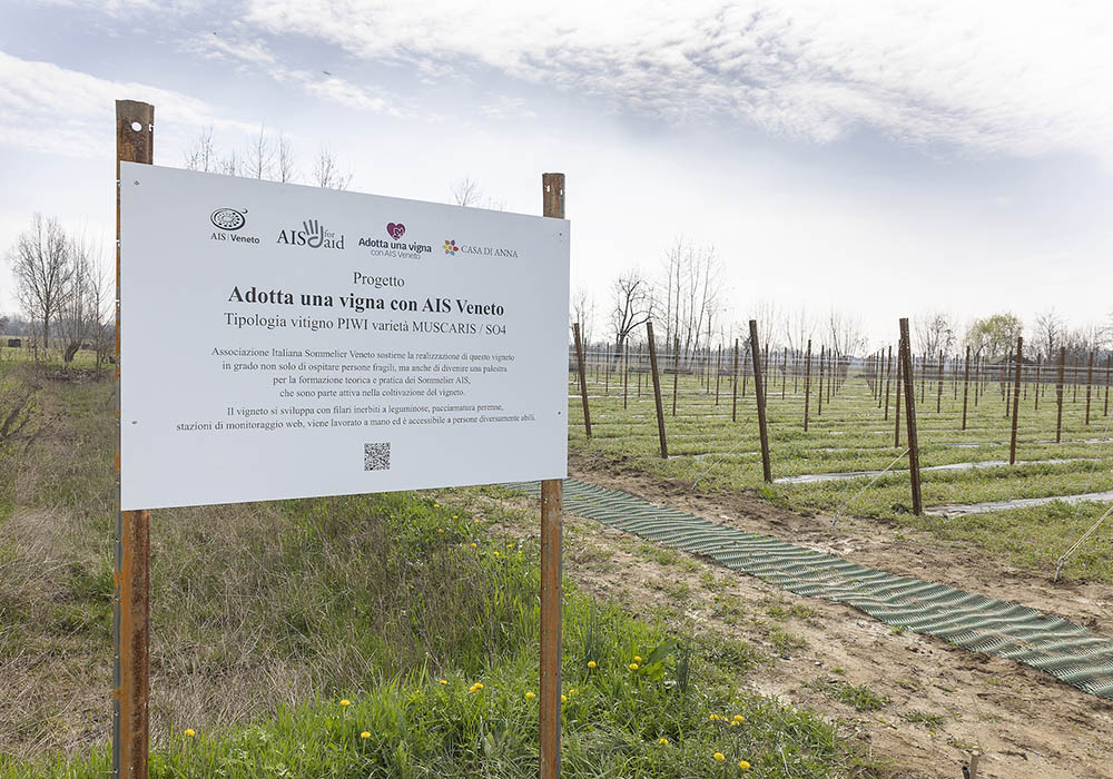 Nasce il progetto adotta una vigna con AIS Veneto