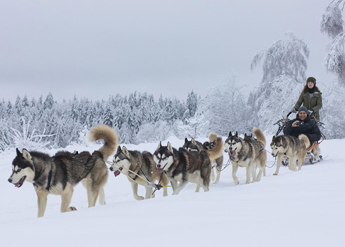 Estonia Dog sled rides