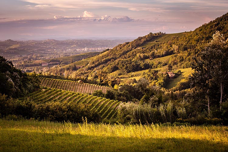 Val di Nizza - vitigni