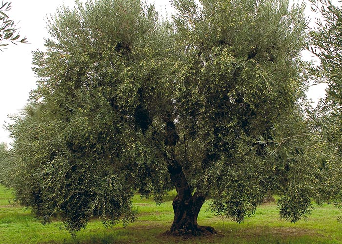 Andria e gli ulivi monumentali