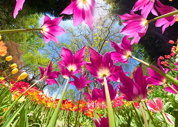 Tulipani in fiore