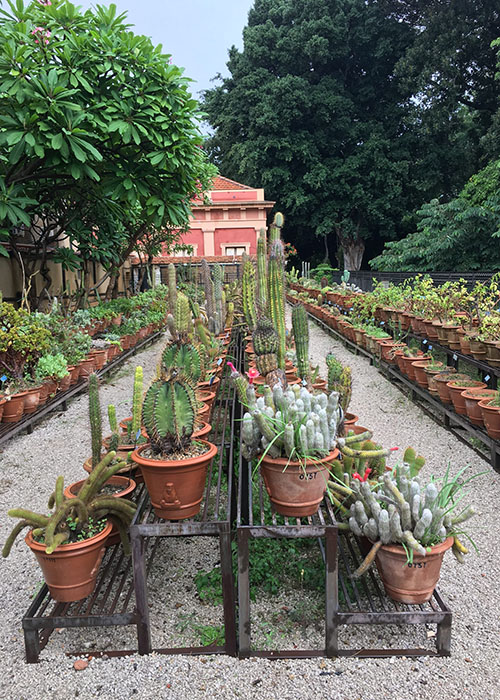 Orto botanico di Palermo