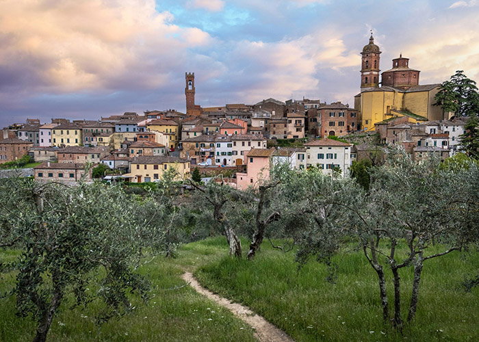 Sinalunga: vista panoramica con ulivi