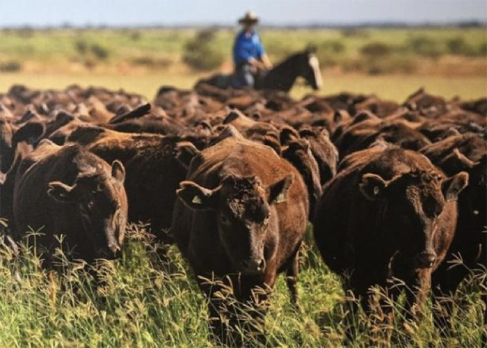 Longino & Cardenal: la Wagyu australiana