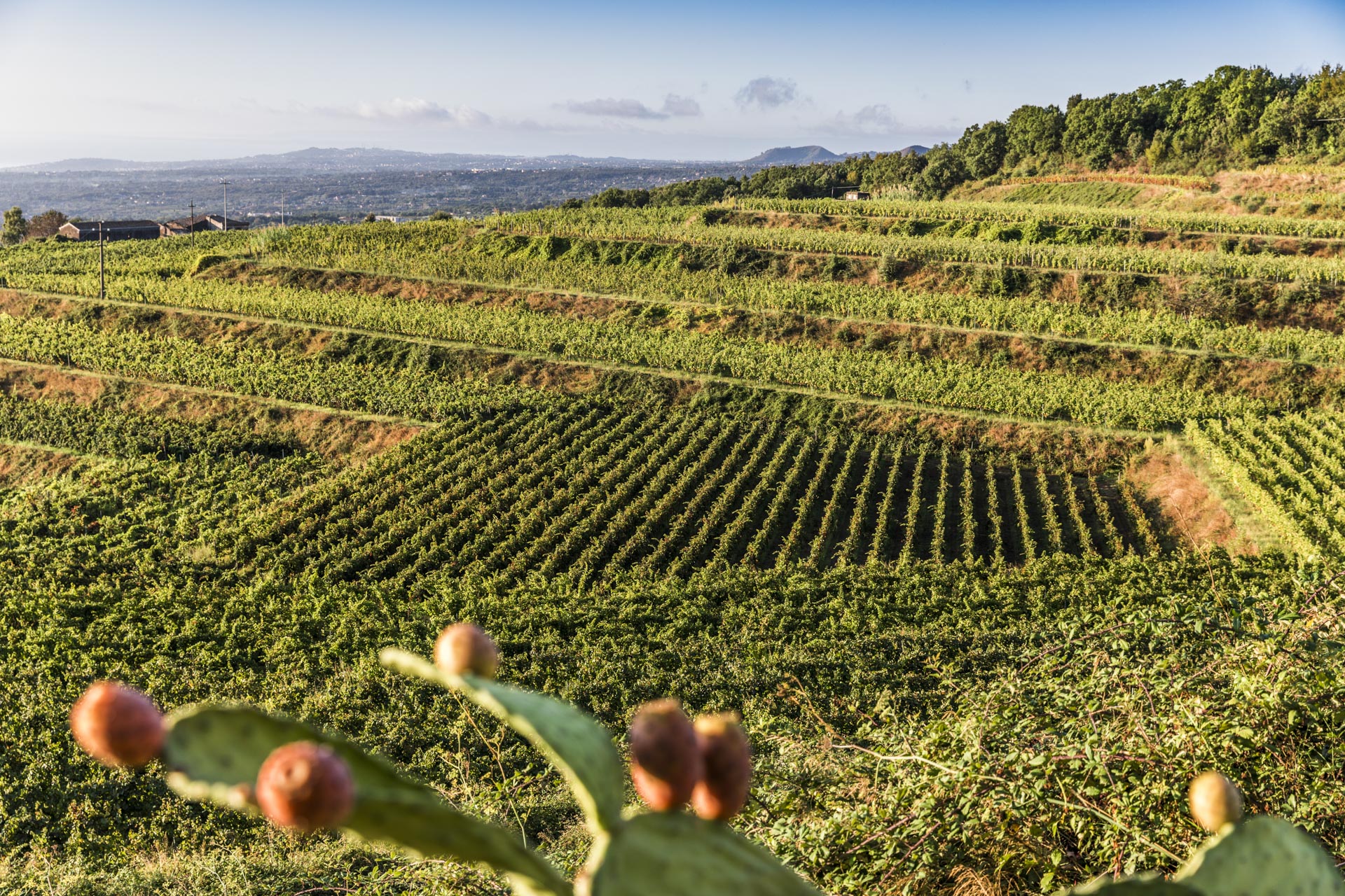 VINI VULCANICI SORPRENDENTI DAL PIEMONTE ALL’ETNA